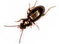 Bembidion lampros